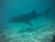 ジンベイザメと泳げる海オスロブ